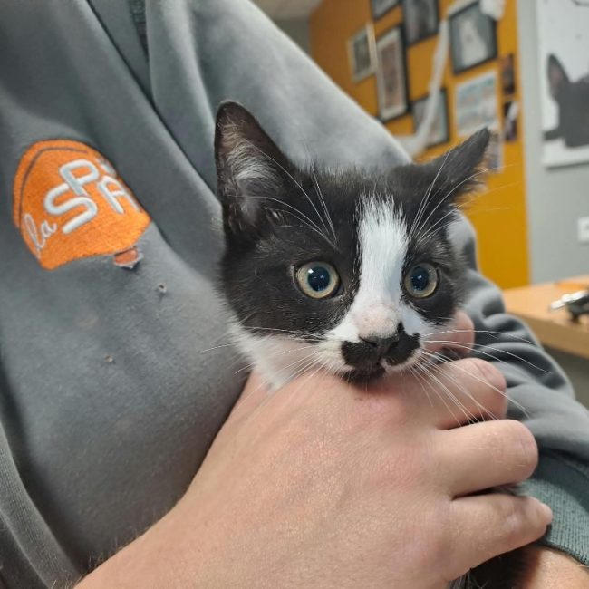 Judith - Chat Européen à adopter