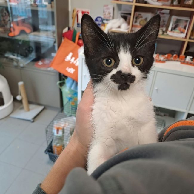 Maggie - Chat Européen à adopter