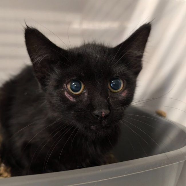 Alex - Chat Européen à adopter