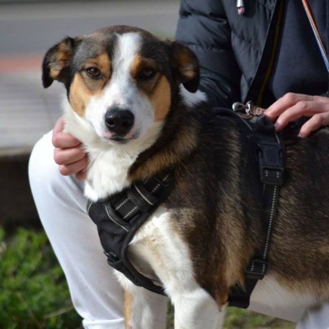 MIA - Chien à adopter