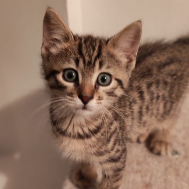 Billy - Chat Européen à adopter