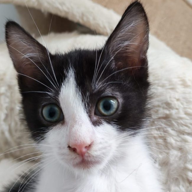 Bernard - Chat Européen à adopter
