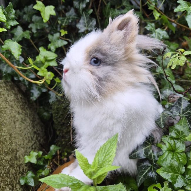 Pitch - Rongeur Lapin à adopter