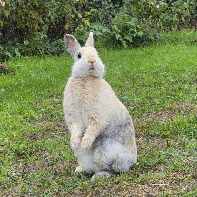 Parfaite - Rongeur Lapin à adopter
