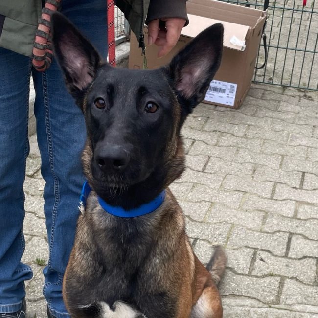 Capucine - Chien à adopter