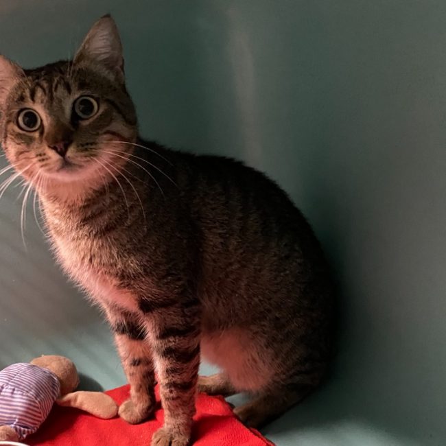 Ulysse - Chat Européen à adopter