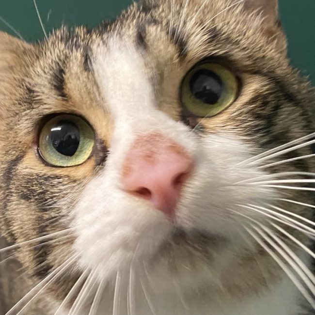 Gaspard - Chat Européen à adopter