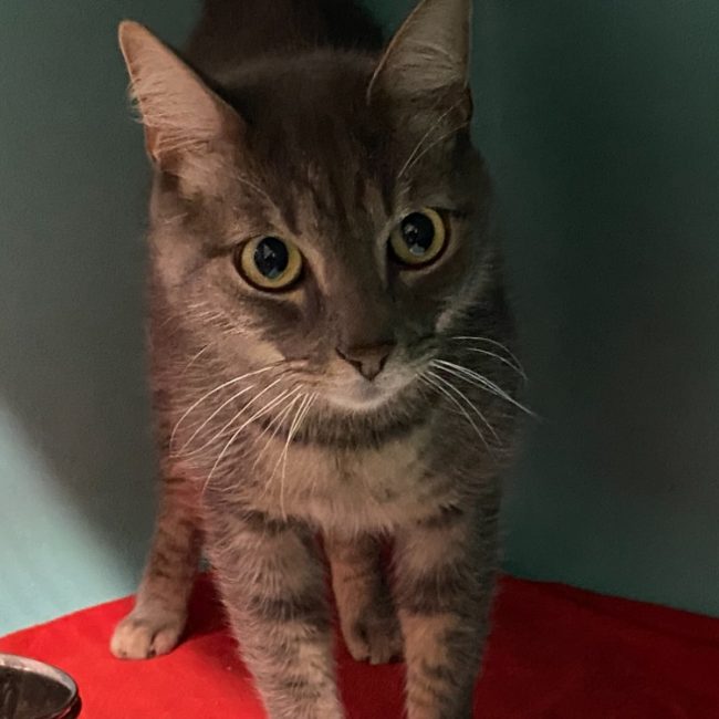 Max - Chat Européen à adopter