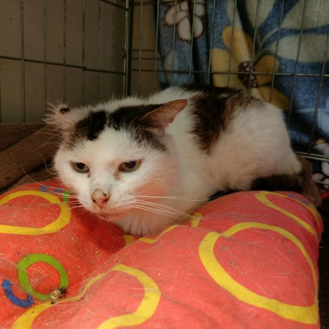 Hibou - Chat Européen à adopter