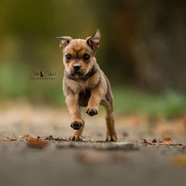 Ambre - Chien à adopter
