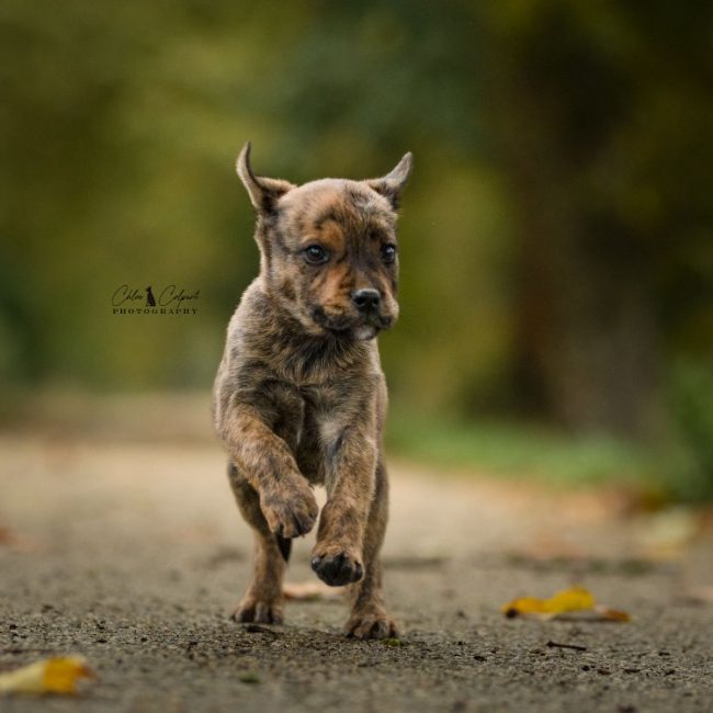 Raven - Chien à adopter