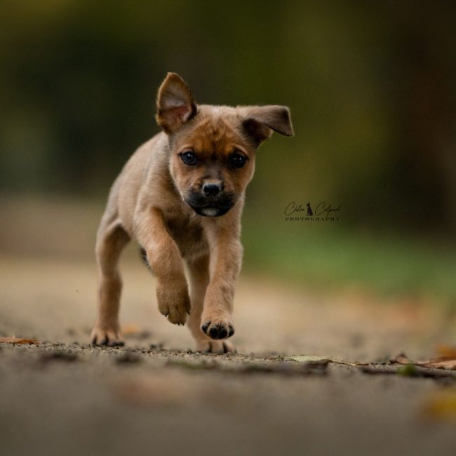Rune - Chien à adopter
