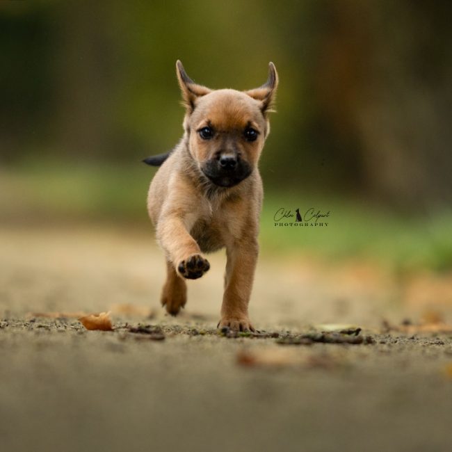 Siobhan - Chien à adopter