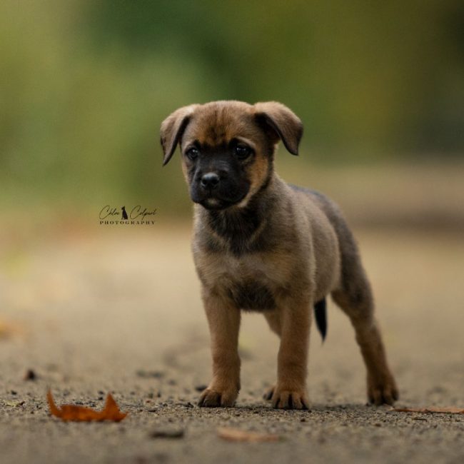 Bram