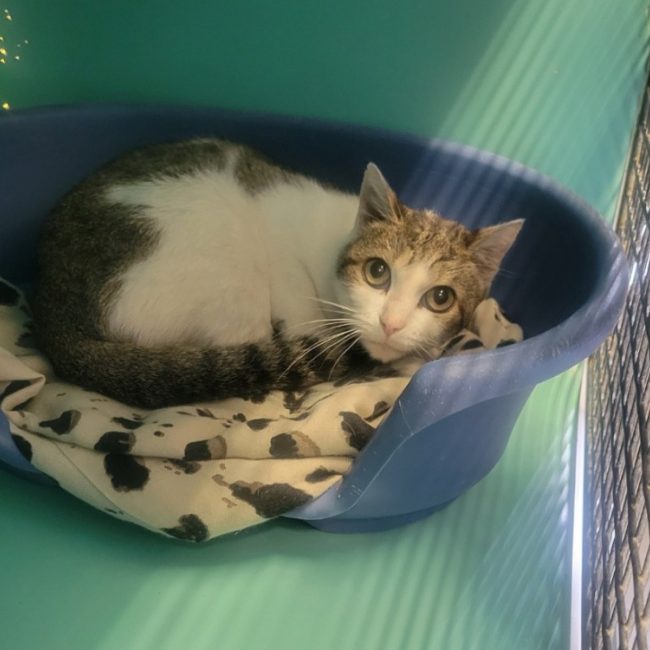 Oli - Chat Européen à adopter