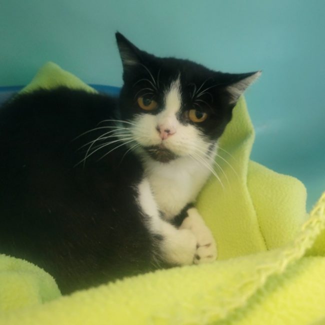 Kuma - Chat Européen à adopter