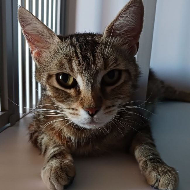 Coco