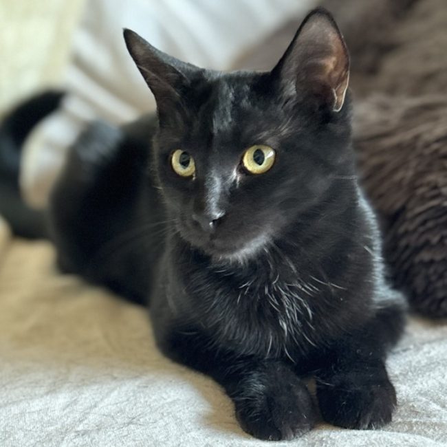Baya - Chat Européen à adopter