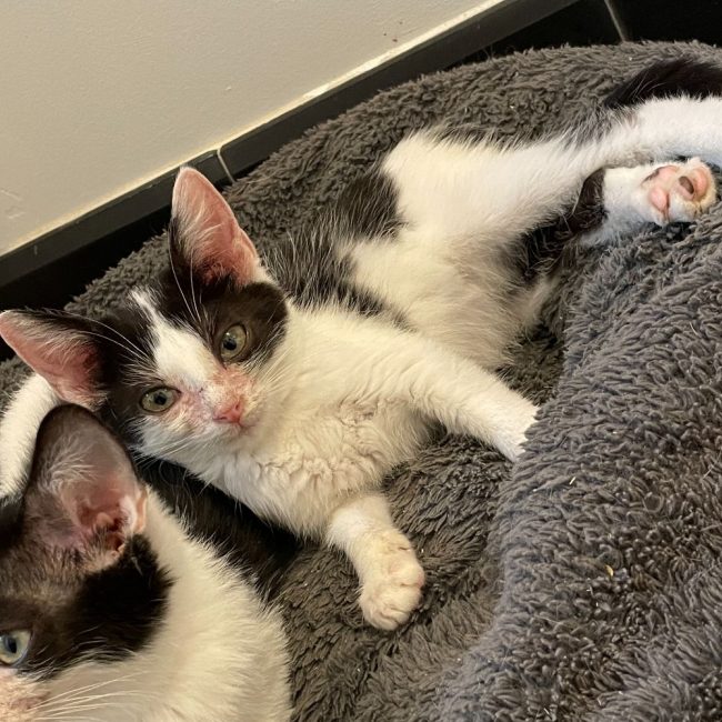Penny - Chat Européen à adopter