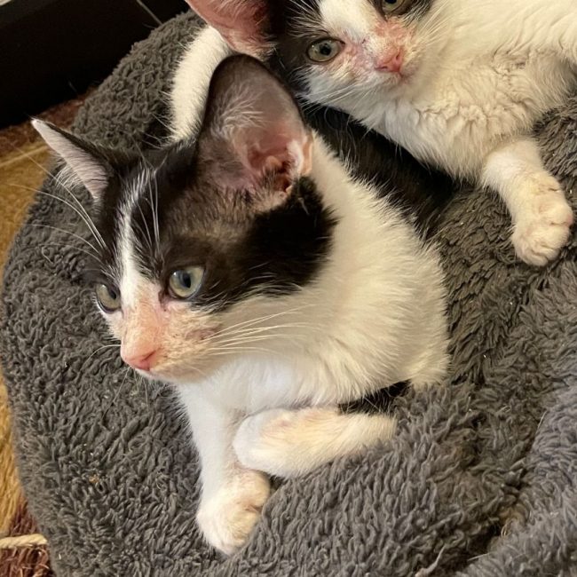 Lunny - Chat Européen à adopter