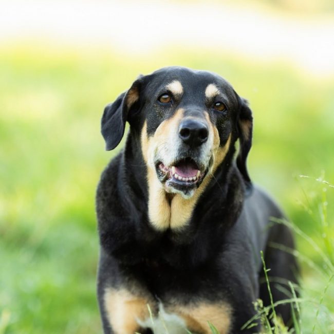 Jade - Chien à adopter