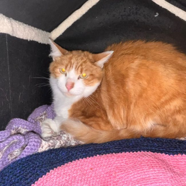 Peche - Chat Européen à adopter