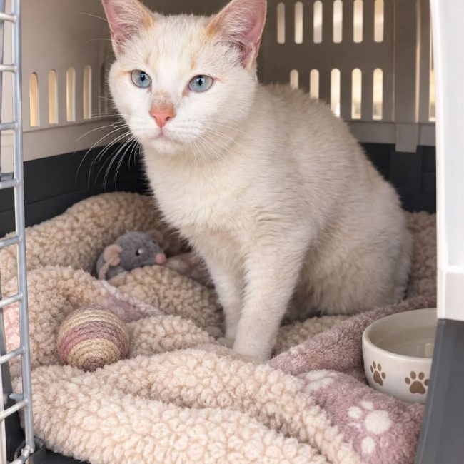 BOOMER - Chat Européen à adopter