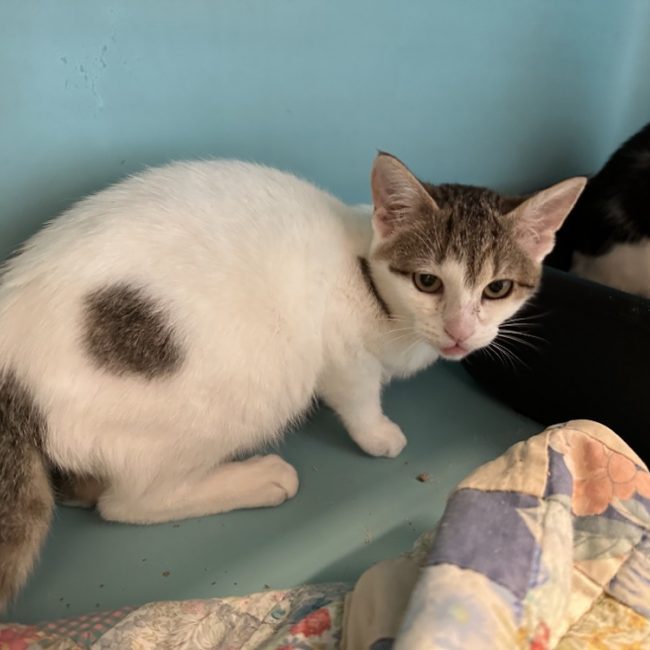 Nedjem - Chat Européen à adopter