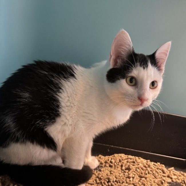 Kiwu - Chat Européen à adopter