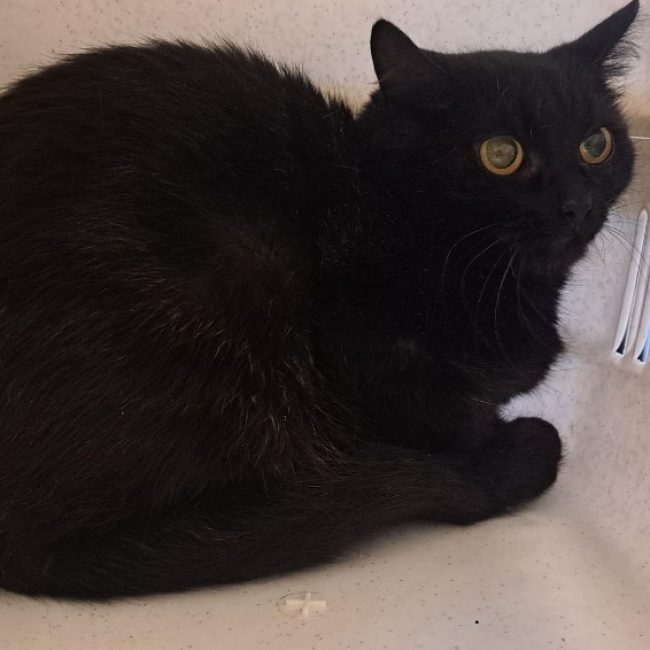 Darkrai - Chat Européen à adopter