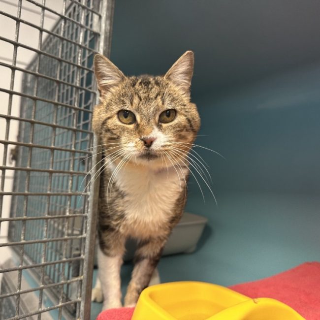 Tivali - Chat Européen à adopter