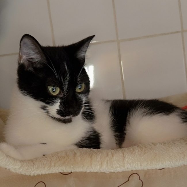 Pomme reservee - Chat Européen à adopter