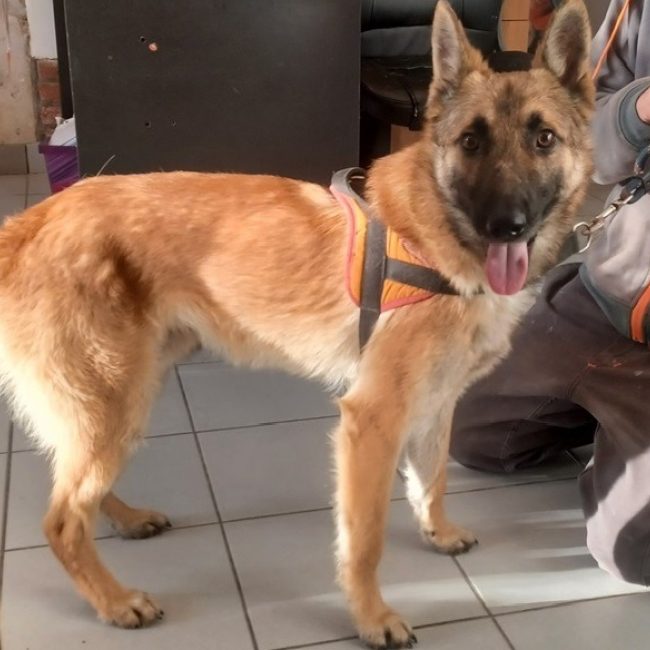 Berlin - Chien à adopter