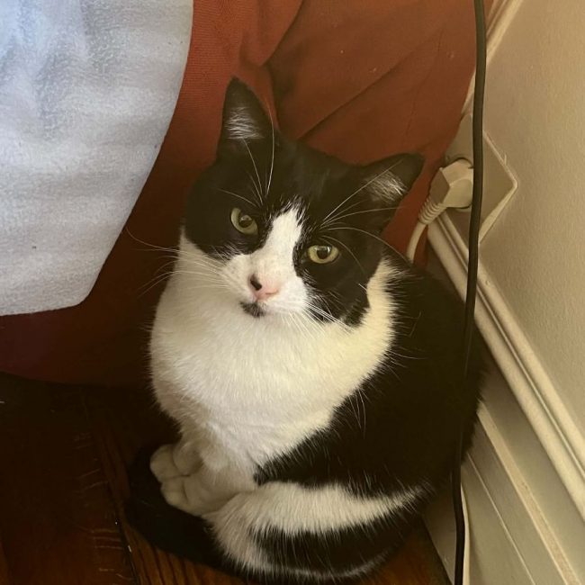 Tokyo - Chat Européen à adopter