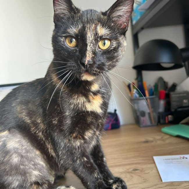 Perséphone - Chat à adopter