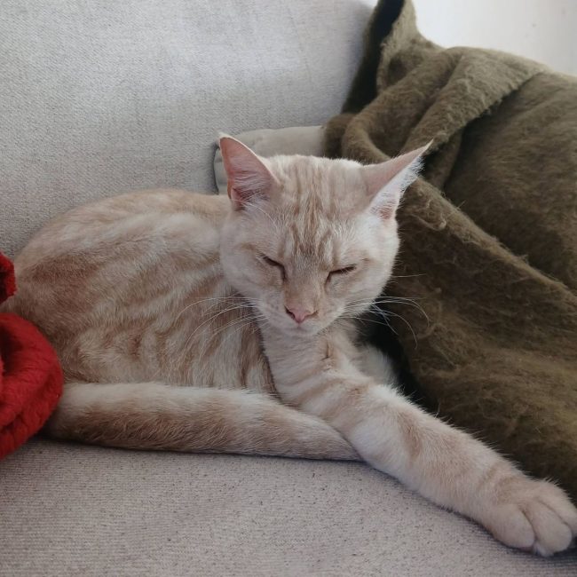 Wink - Chat à adopter