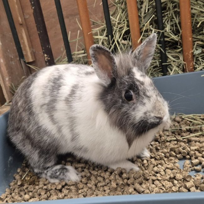 Fontina - Rongeur Lapin à adopter