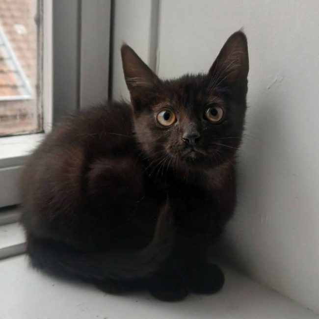 Vio - Chat à adopter