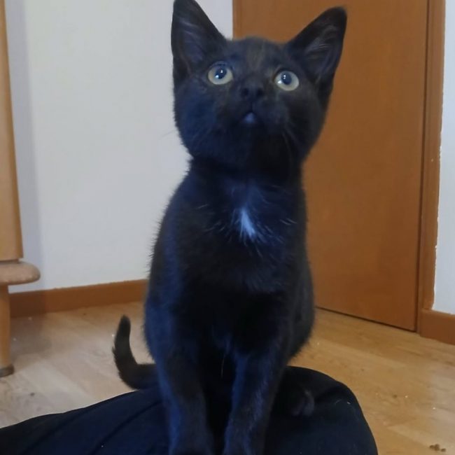 Seal - Chat à adopter