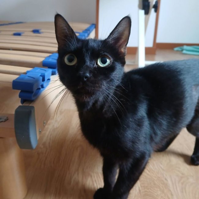 Sylvia - Chat à adopter