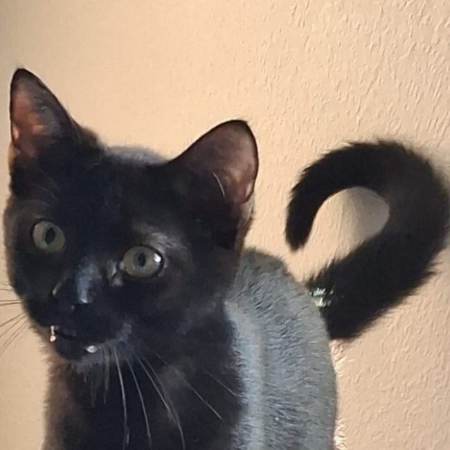 Bagheera - Chat Européen à adopter