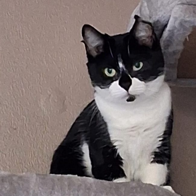 Zorrotte - Chat Européen à adopter
