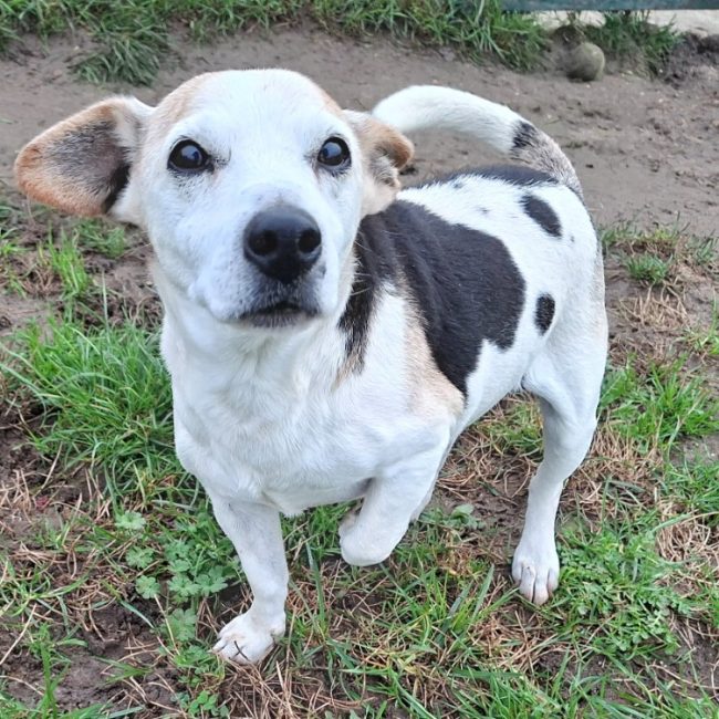Izi - Chien à adopter