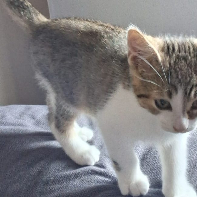 Coca - Chat Européen à adopter