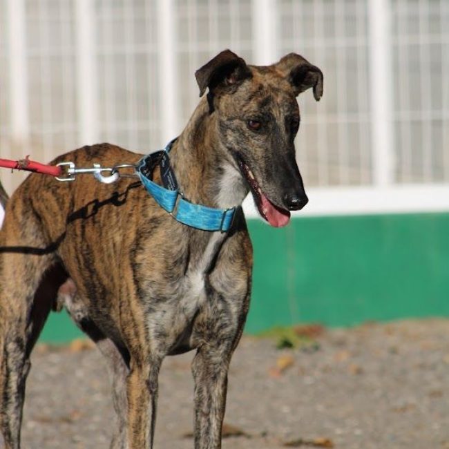Manjiro - Chien Galgo à adopter