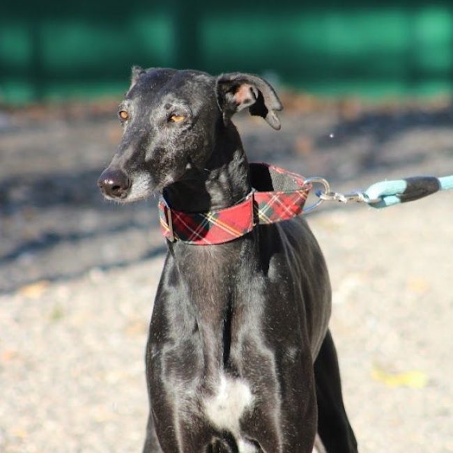 Senju - Chien Galgo à adopter
