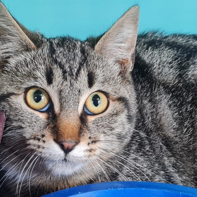 Alpin - Chat Européen à adopter