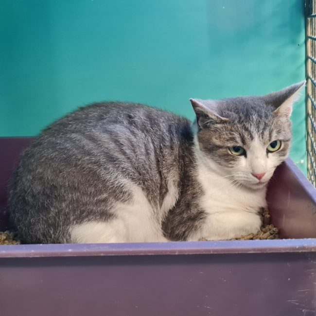 Ange - Chat Européen à adopter