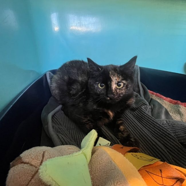 Bonnie - Chat Européen à adopter