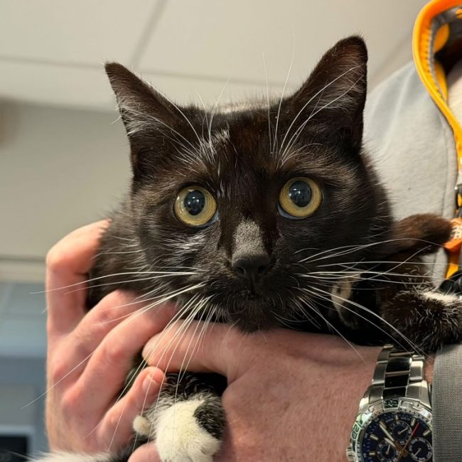 Noirode - Chat Européen à adopter